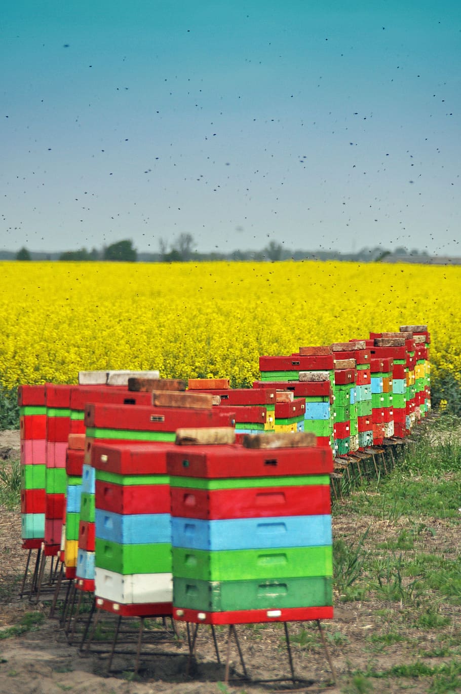 ule, bees, summer, beekeeping, wooden beehives, field, land HD wallpaper