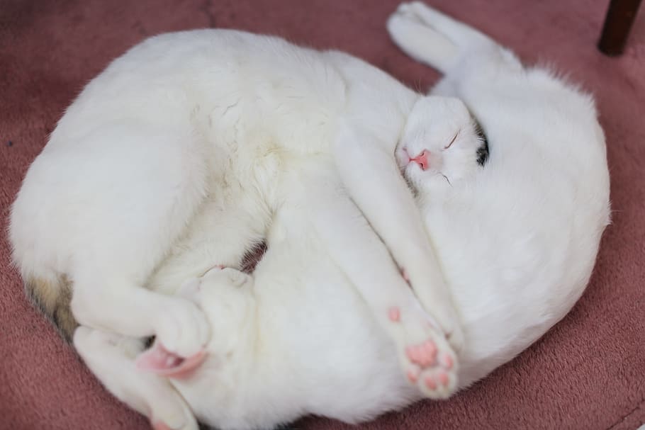 two white cats on floor, animal, kitten, cute, eyes, whiskers HD wallpaper