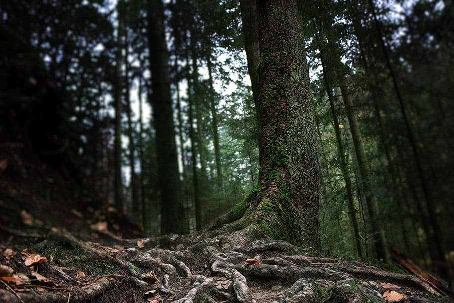 brown tree trunk, forest, nature, tribe, root, forest floor HD wallpaper