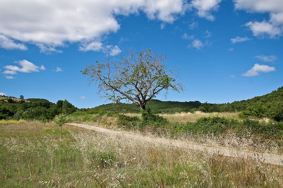 tree, landscape, blue, nature, lane, plant, environment, sky HD wallpaper