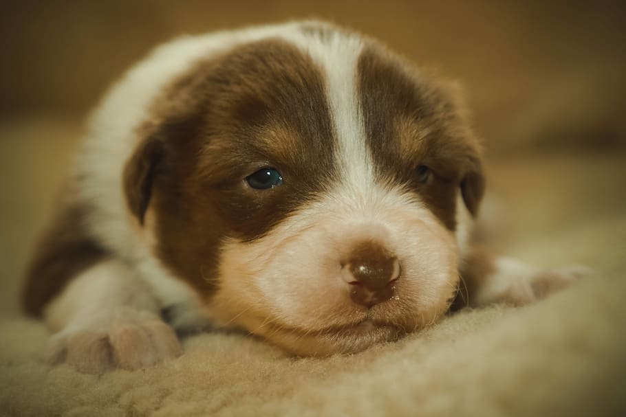 tilt shift lens photography of short-coated white and brown puppy, closeup photography of liver and white Australian shepherd puppy prone lying on area rug