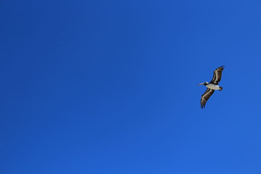 ave, sky, pelican, beach, animal themes, blue, bird, vertebrate HD wallpaper