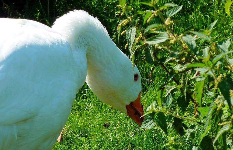 goose, ganter, poultry, plumage, stand, bird, peck, foraging HD wallpaper