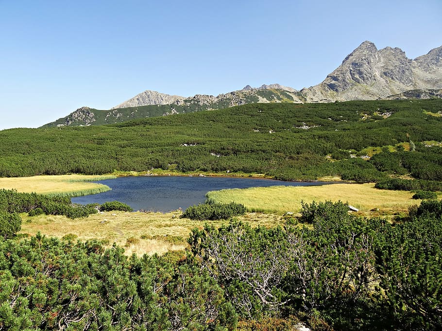 mountains, forest, panorama, view, landscape, tree, nature HD wallpaper
