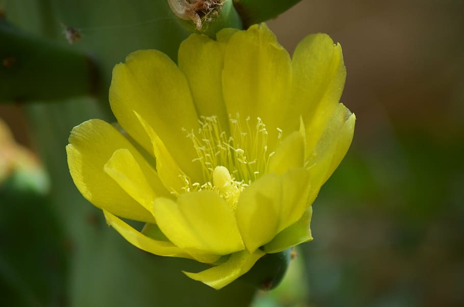 flower, cactus, cactus flower, thorns, quills, nature, plant HD wallpaper