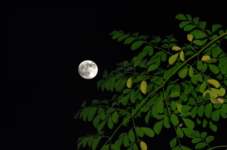 full, moon, night, plant, leaf, full moon, green color, plant part HD wallpaper