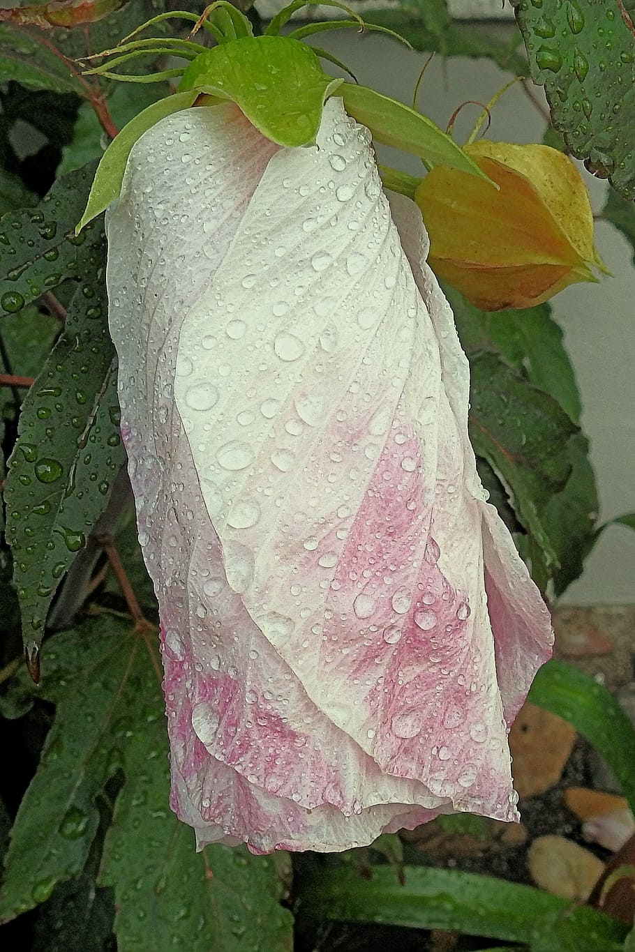 Giant, Hibiscus, Raindrop, giant hibiscus, blossom, bloom, hibiscus flower HD wallpaper