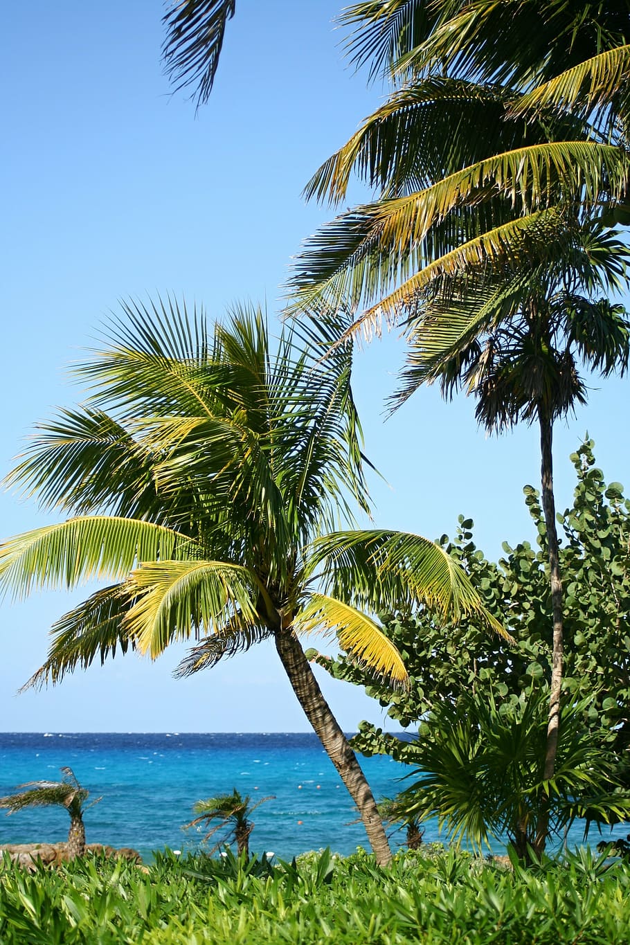 photo of palm trees near sea, beach, beautiful beach, sand beach HD wallpaper