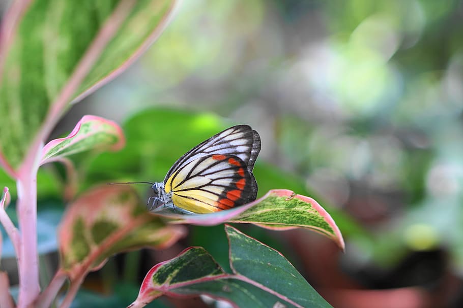 insects, nature, butterfly, colorful, natural, animal, pattern HD wallpaper