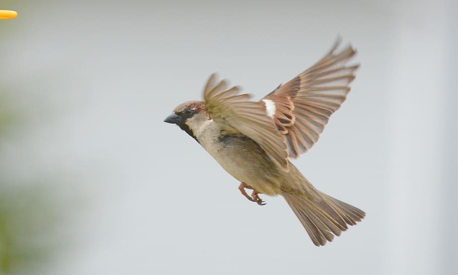 sparrow, bird, outdoor, flying, wings, animal, animal wildlife HD wallpaper