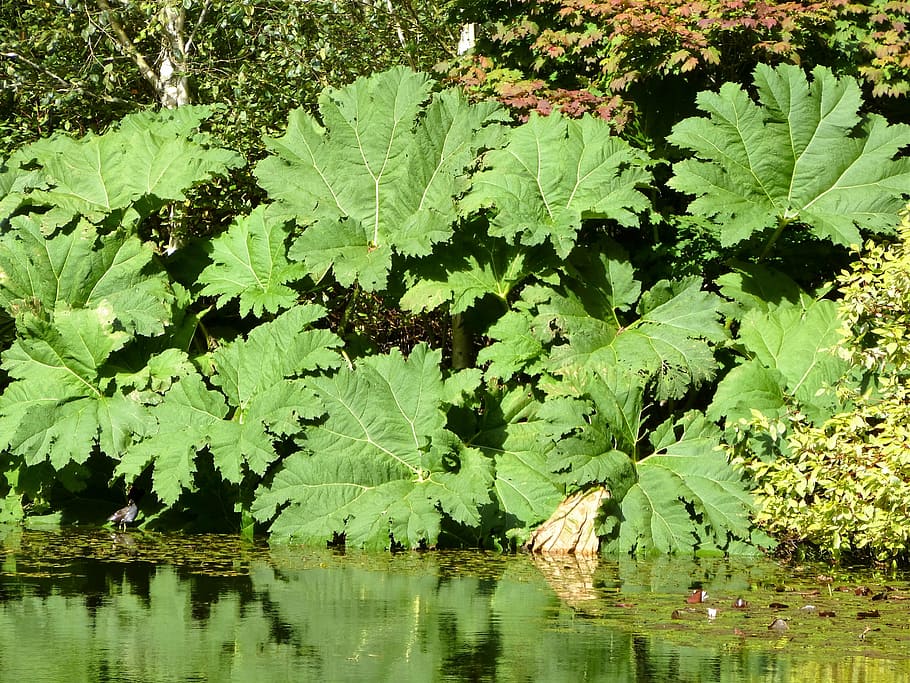 gunnera manicata leaf, big leaf, plant, giant, rhubarb, exotic HD wallpaper