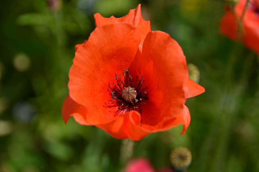 poppy, red, red poppy, klatschmohn, poppy flower, mohngewaechs HD wallpaper