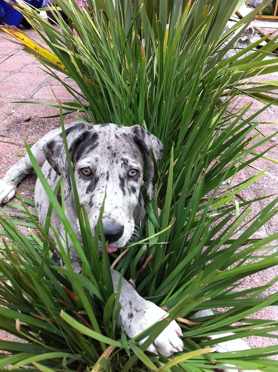 dog, plants, hide, pet, puppy, great danes, animal, animal themes HD wallpaper
