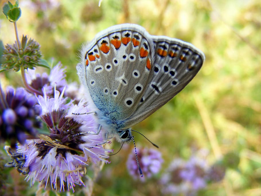 white common blue butterfly perching on purple flower at daytime HD wallpaper