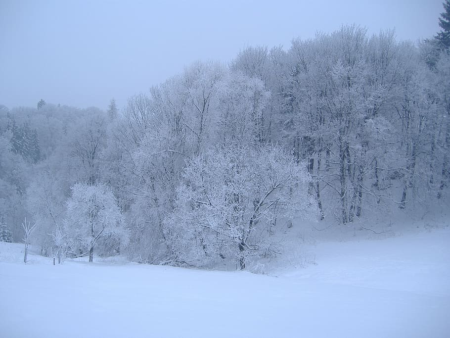 winter, snow, white, cold temperature, tree, plant, land, scenics - nature HD wallpaper