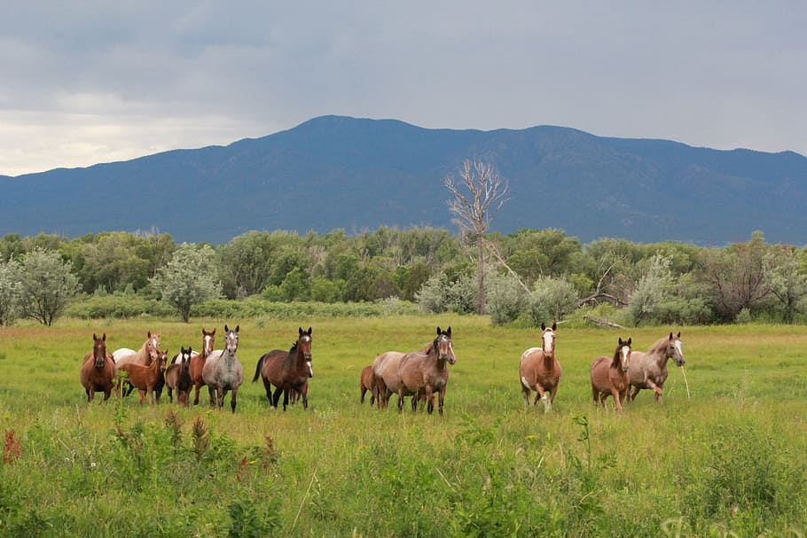 horses, wild, animals, herd, group of animals, animal themes HD wallpaper