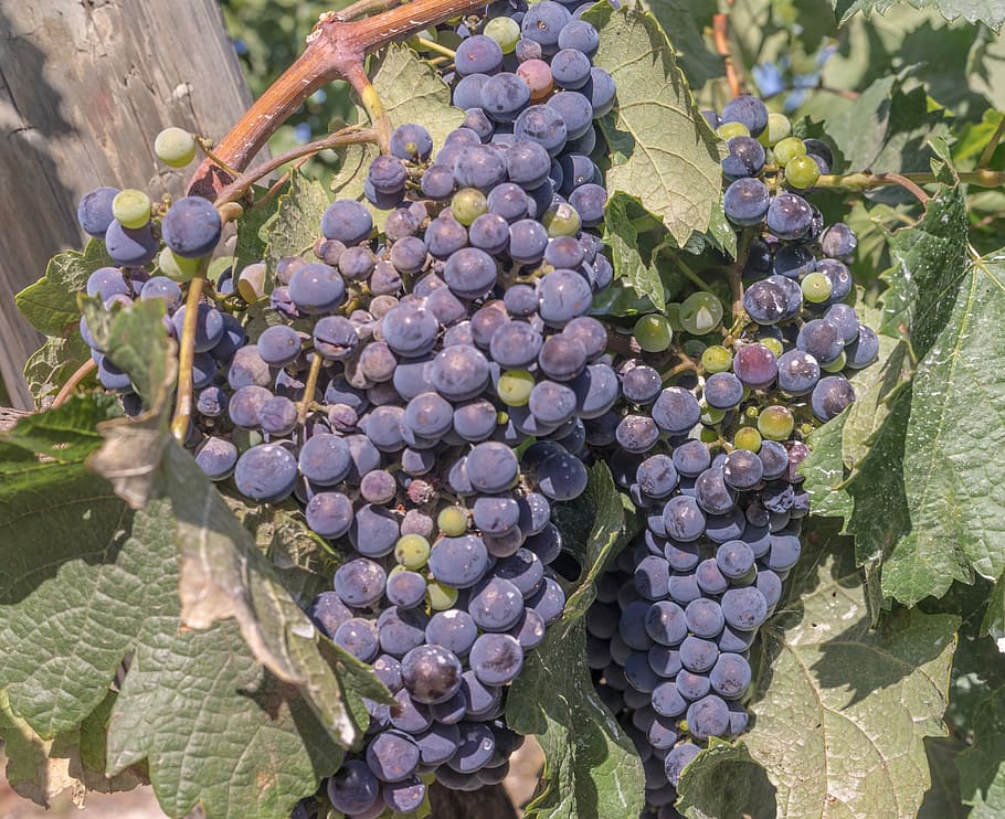 Grapes, Vine, Parra, Vineyard, Harvest, cultivation, cluster HD wallpaper