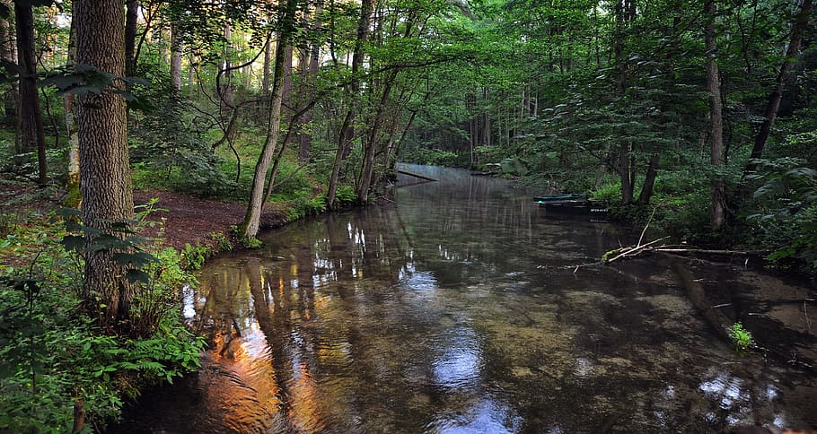 time lapse river beside trees, morning, stream, nature, water HD wallpaper