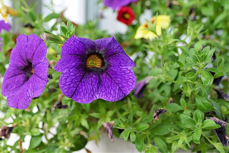 zauberglockchen, blossom, bloom, calibrachoa, balcony plant HD wallpaper