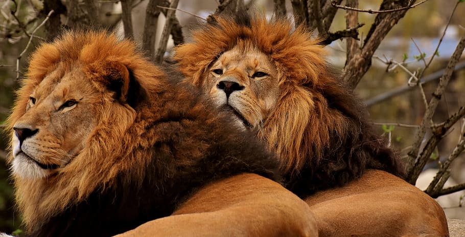 two lions, predator, dangerous, mane, cat, male, zoo, wild animal HD wallpaper