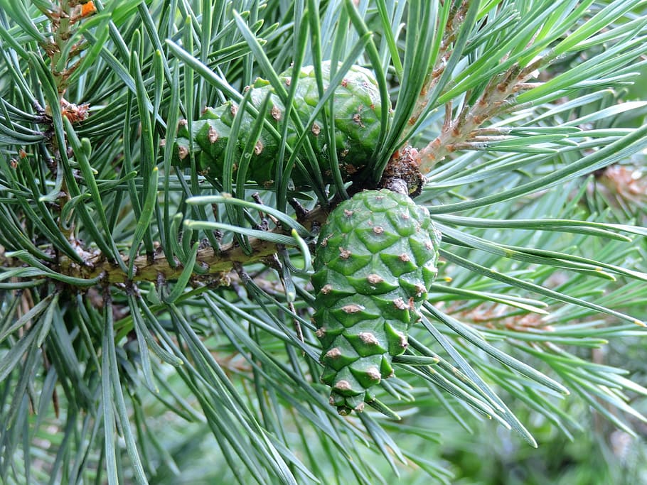 green pine cones, pine needles, branch, of course, green color HD wallpaper