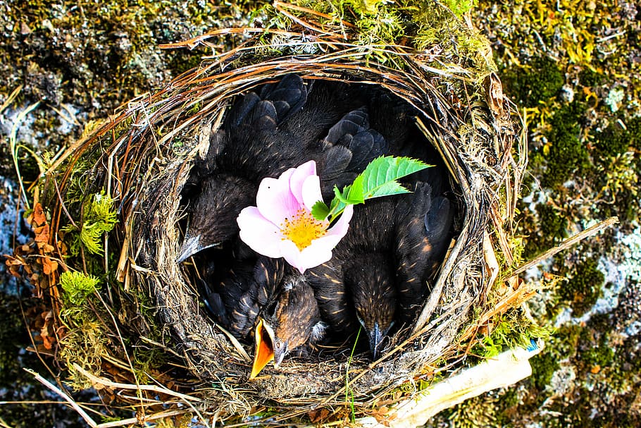 animal, beak, bird, color, daylight, fall, flora, flower, food HD wallpaper