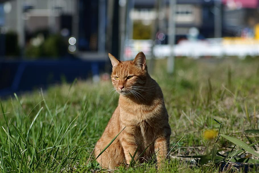 animal, pet, cat, saury, walk, whim, break, natural, landscape HD wallpaper