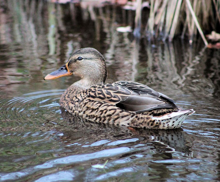 duck, mallard, zoo, animal, animal world, water bird, birds HD wallpaper