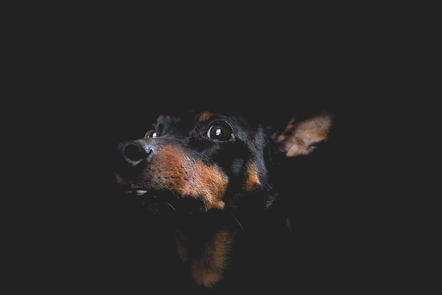 Dog, Hound, Portrait, Artistic, Canine, pet, cute, domestic HD wallpaper