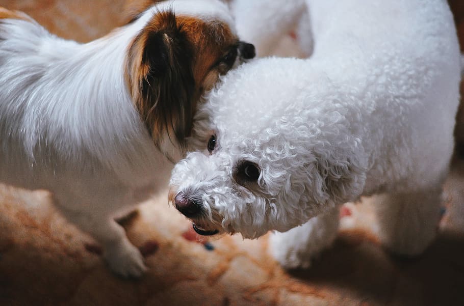 animals, dogs, domesticated, pets, adorable, cute, muzzle, sniff HD wallpaper