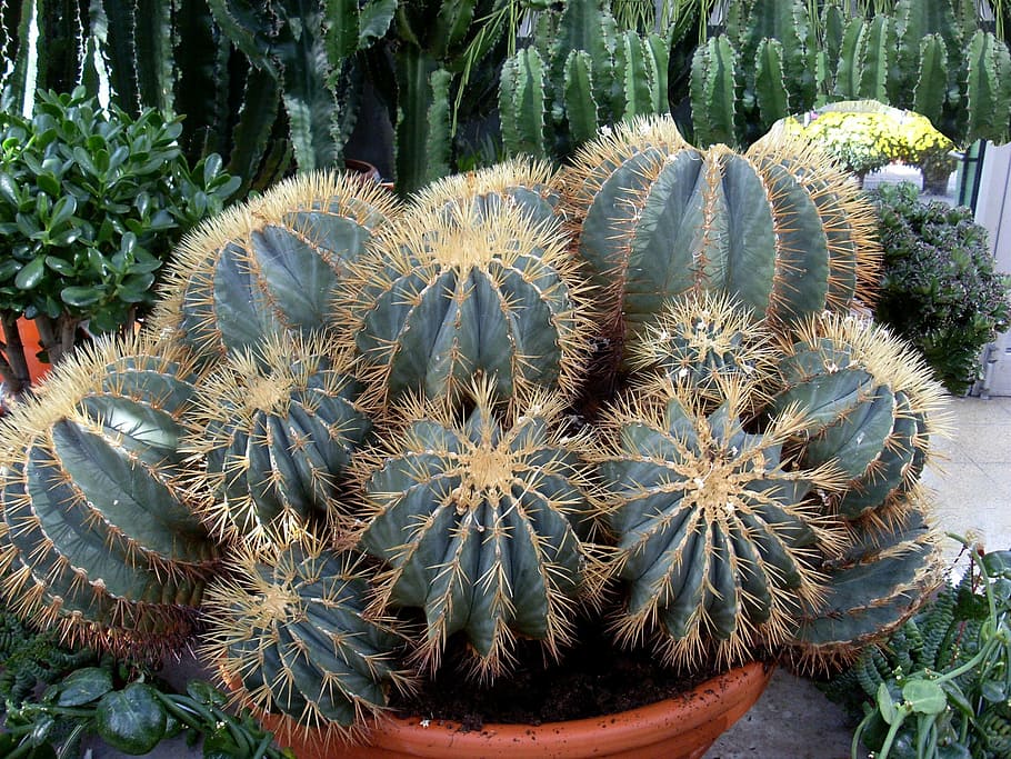 cactus, spur, plant, thorns, nature, succulent, succulent Plant HD wallpaper