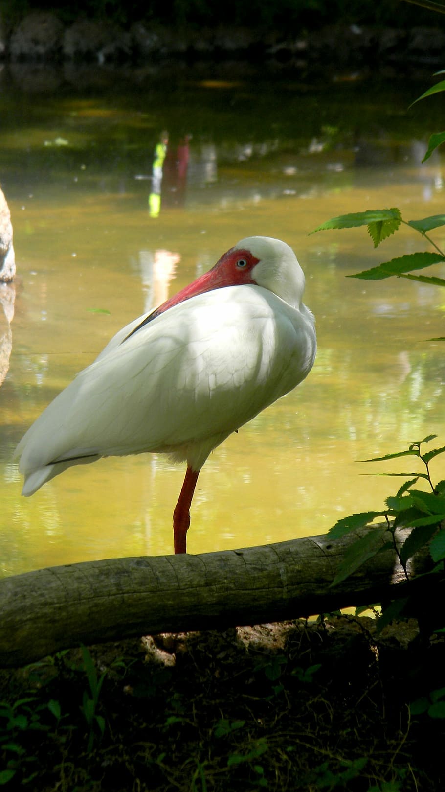bird, water, nature, animal, wildlife, lake, animal themes HD wallpaper