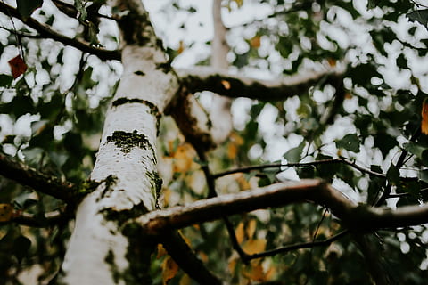 Birch tree branches, closeup, flowers, flora, fruit, nature, leaves HD wallpaper