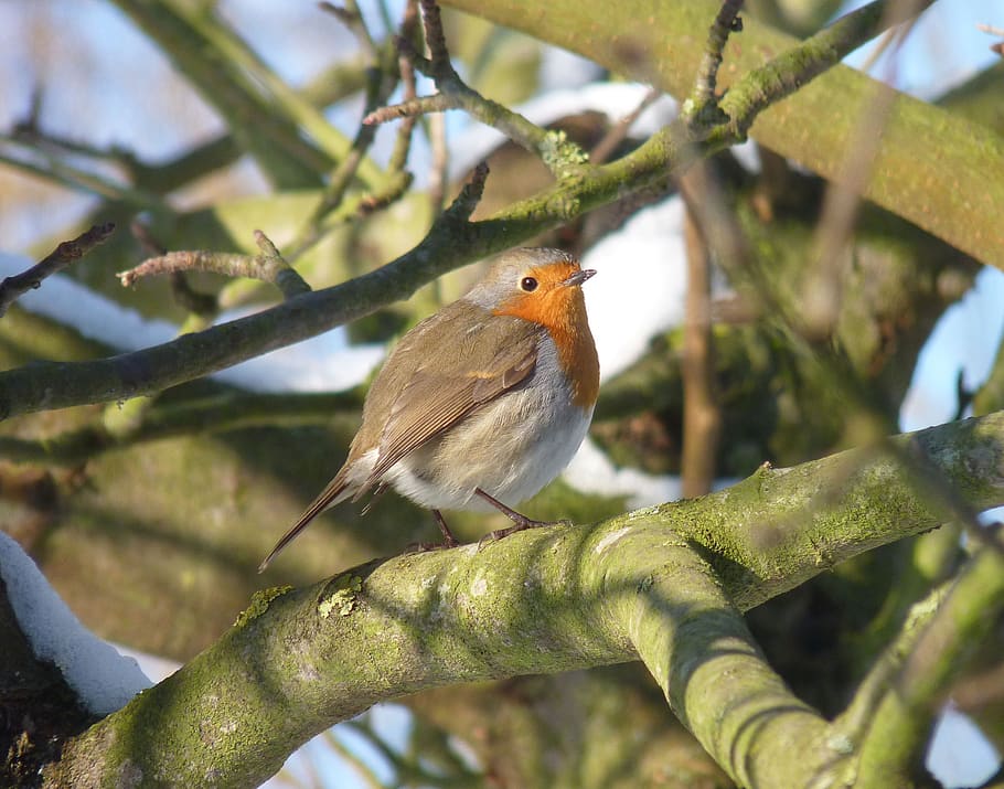 bird, nature, animals, animal wildlife, animal themes, animals in the wild HD wallpaper