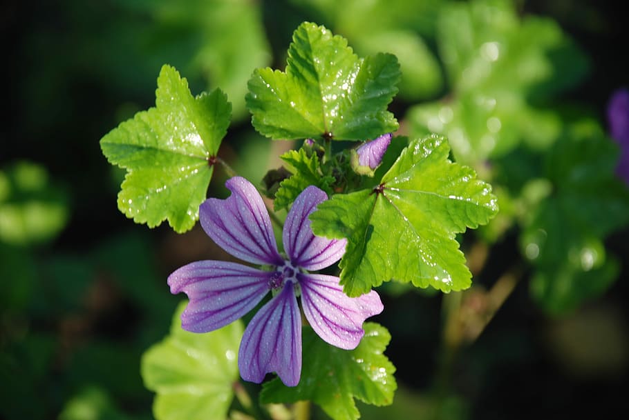 Flower, Bouquet, Leaf, Nature, Green, water, drop, purple, yellow HD wallpaper