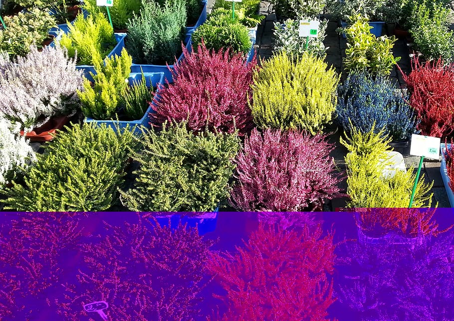 heath, plant, market, growth, multi colored, flowering plant HD wallpaper