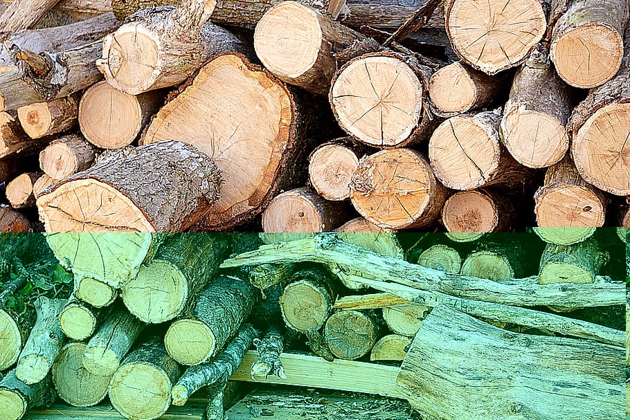 plants, tree, branch, trunk, cut, fall, stock, pile, logs, woods HD wallpaper