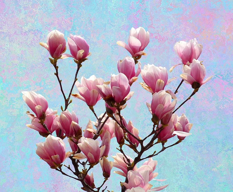pink flowers, magnolia, spring, nature, blossom, bloom, bush HD wallpaper