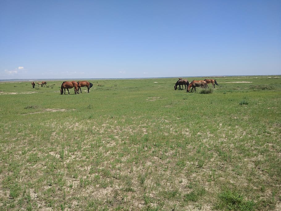 prairie, empty, blue sky, horse, mammal, animal, animal themes HD wallpaper