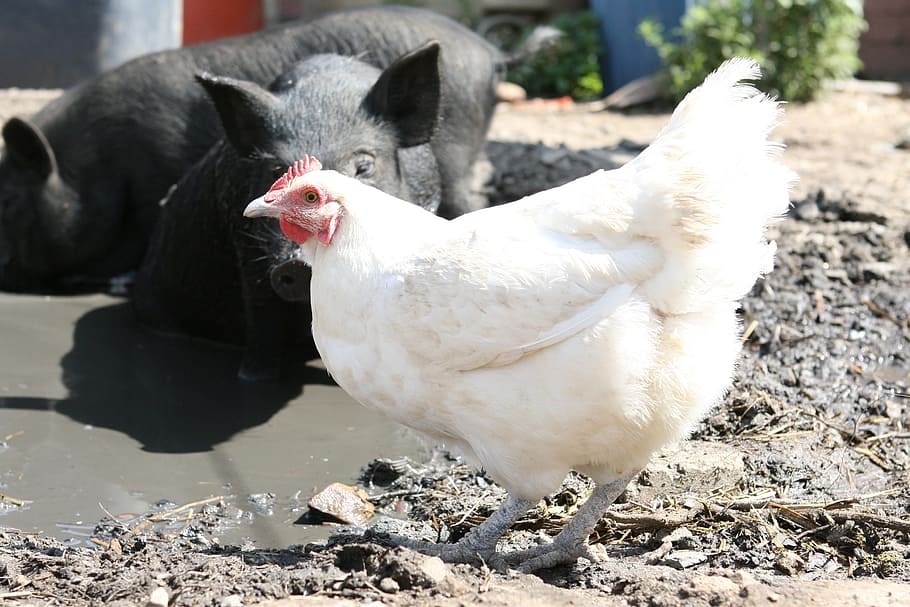 white hen stand near black pigs, animal, bacon, big, bird, boar