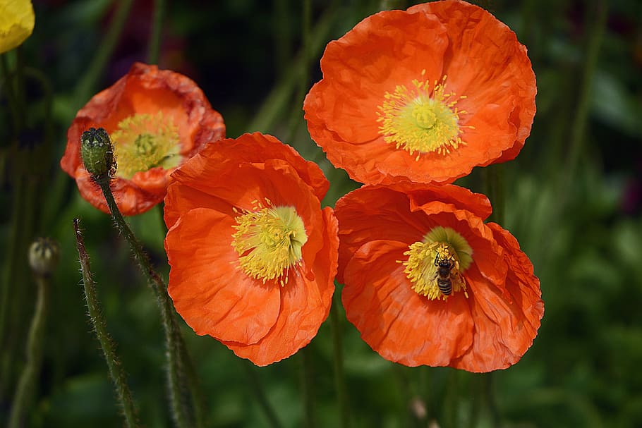 photo of orange petaled flowers, klatschmohn, poppy, red, poppy flower HD wallpaper