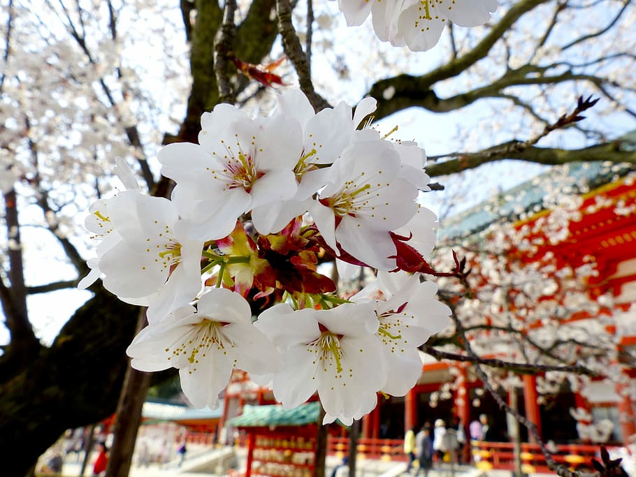 white and red flowers, sakura, tree, temple, spring, nature, cherry