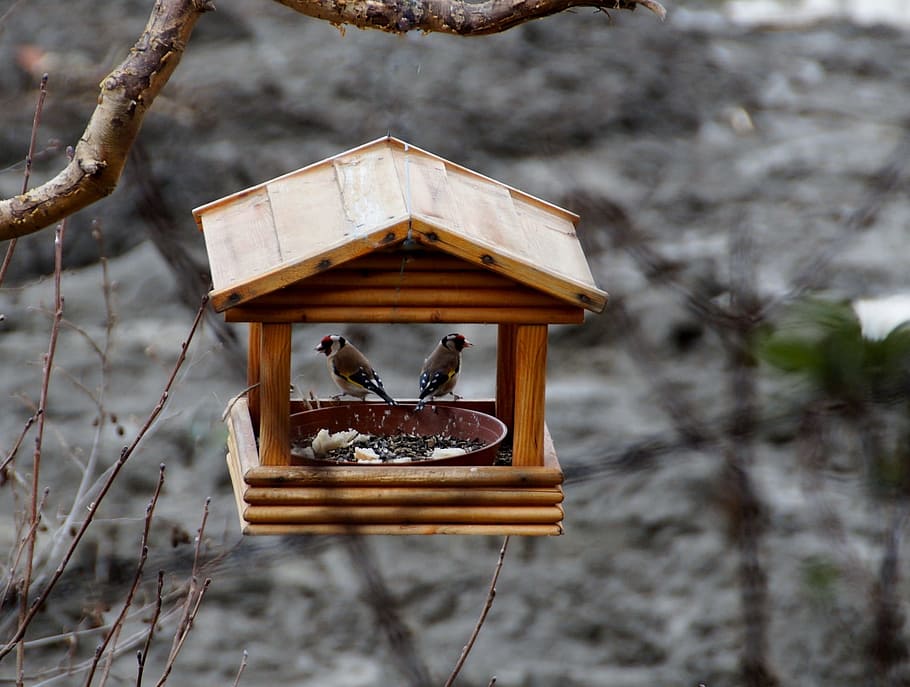 Bird Feeder, Goldfinch, birds, wood - material, no people, day HD wallpaper