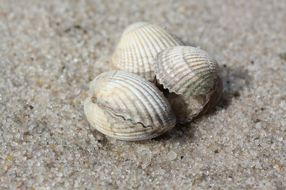 mussels, beach, sand, north sea, summer, animal Shell, vacations HD wallpaper