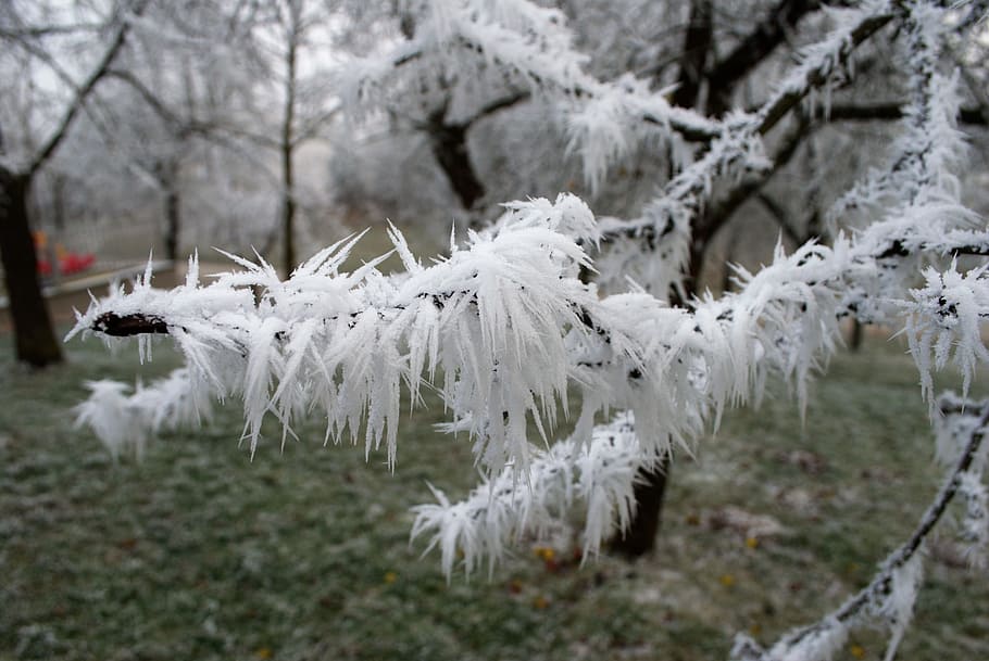 Winter, Wonderland, Snow, Ice, Nature, frozen, iced, hoarfrost HD wallpaper
