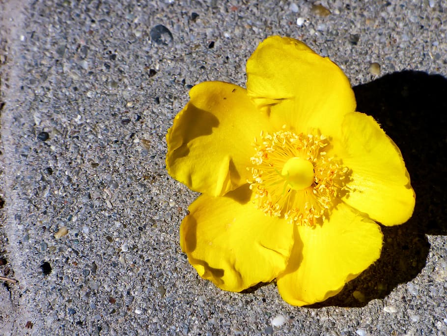 flower, summer, yellow, petal, yellow flower, nature, summer plants HD wallpaper