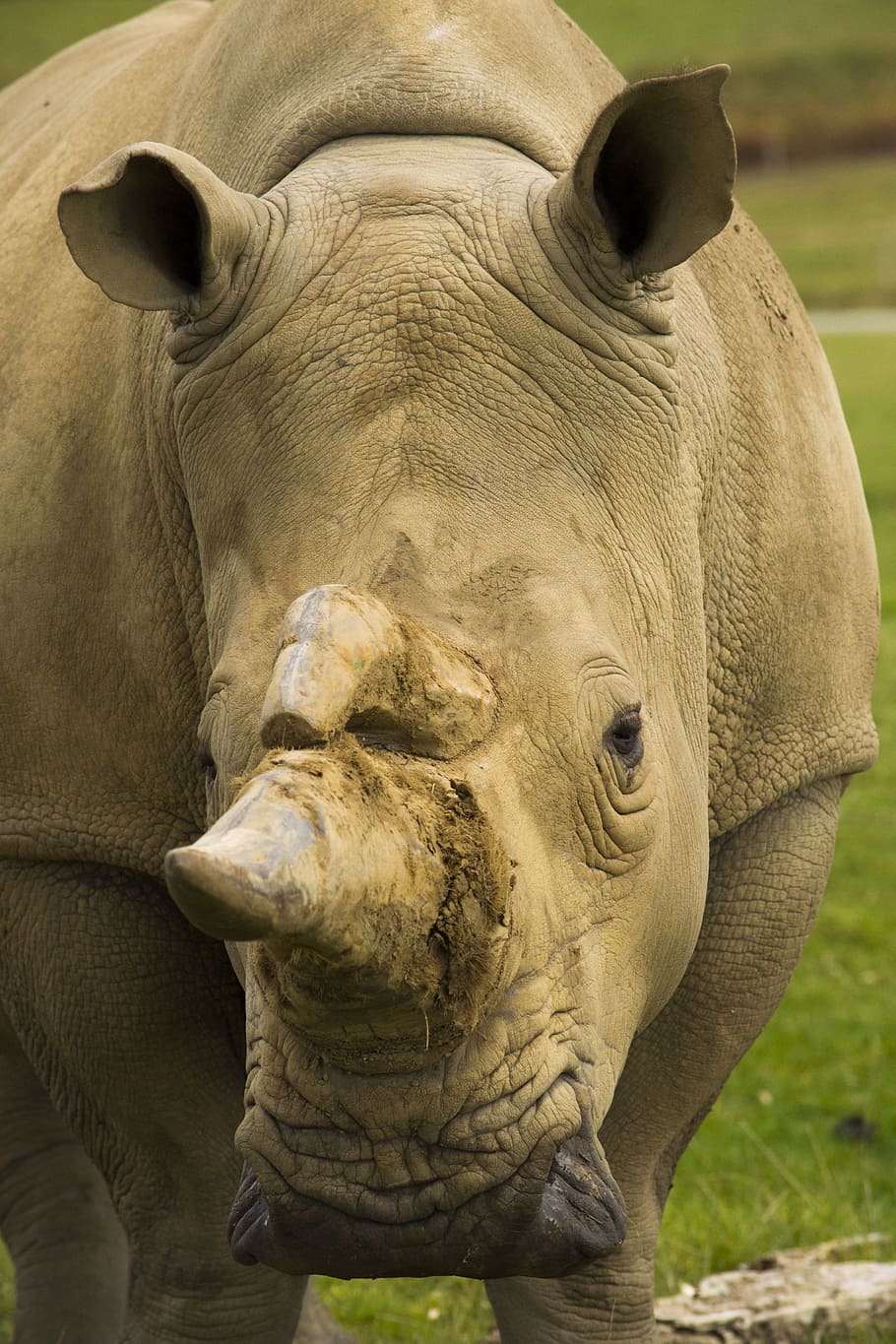 Beast, Wild, Rhinoceros, Horn, elephant, animal, wildlife, mammal HD wallpaper