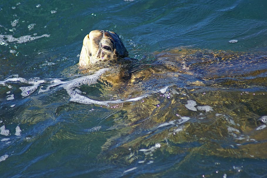 sea turtle, maui, hawaii, mammal, water, animal themes, one animal HD wallpaper