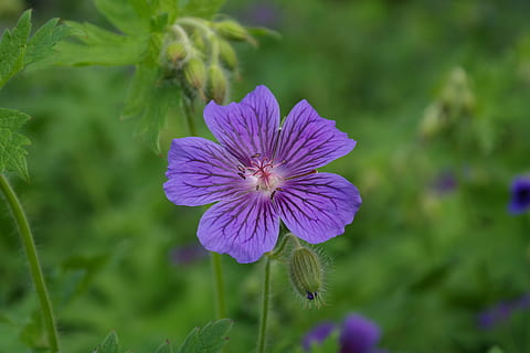 closeup photo of purple petaled flower, cranesbill, blossom HD wallpaper