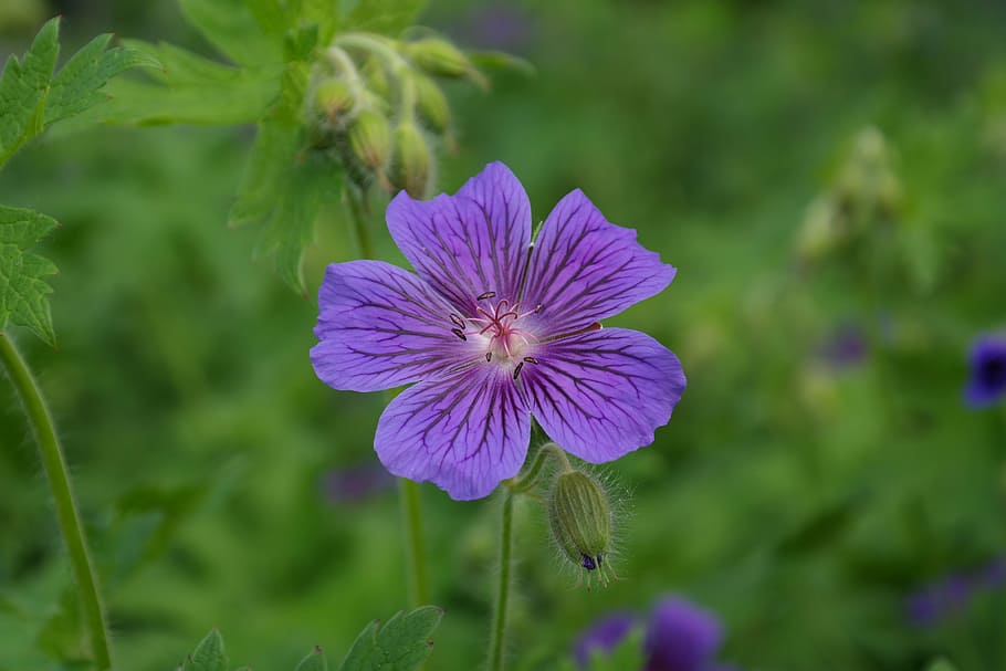closeup photo of purple petaled flower, cranesbill, blossom HD wallpaper
